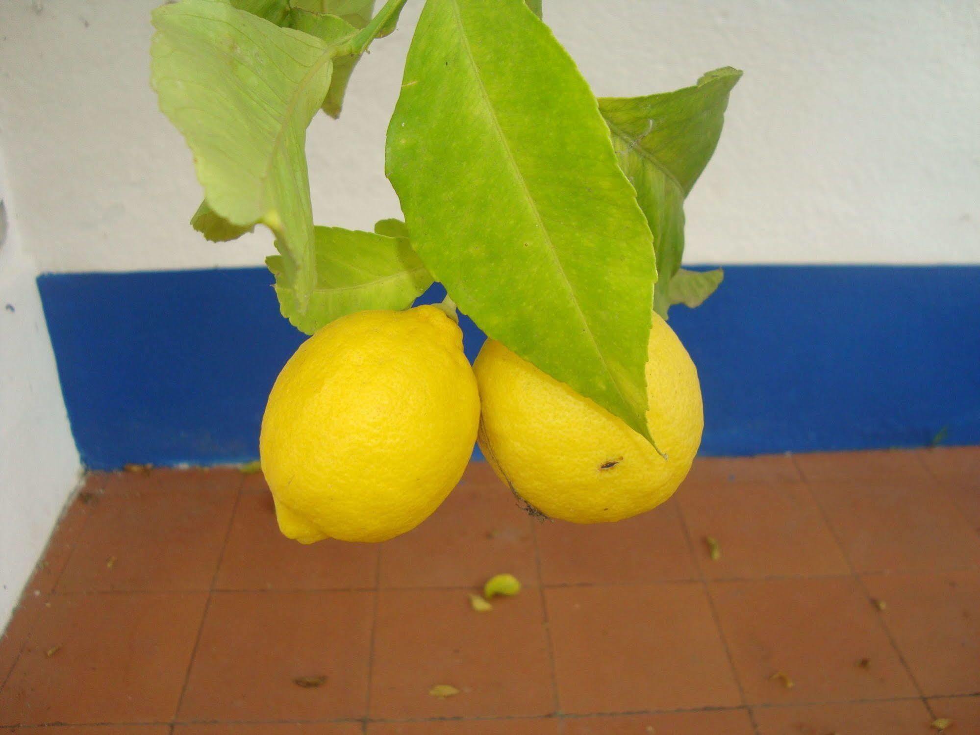 Monte Da Serralheira Agro Turismo เอโวรา ภายนอก รูปภาพ